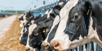Quebec’s dairy farmers are blocking free trade in Canada: Stuart J. Smyth for Reason