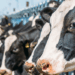 Quebec’s dairy farmers are blocking free trade in Canada: Stuart J. Smyth for Reason